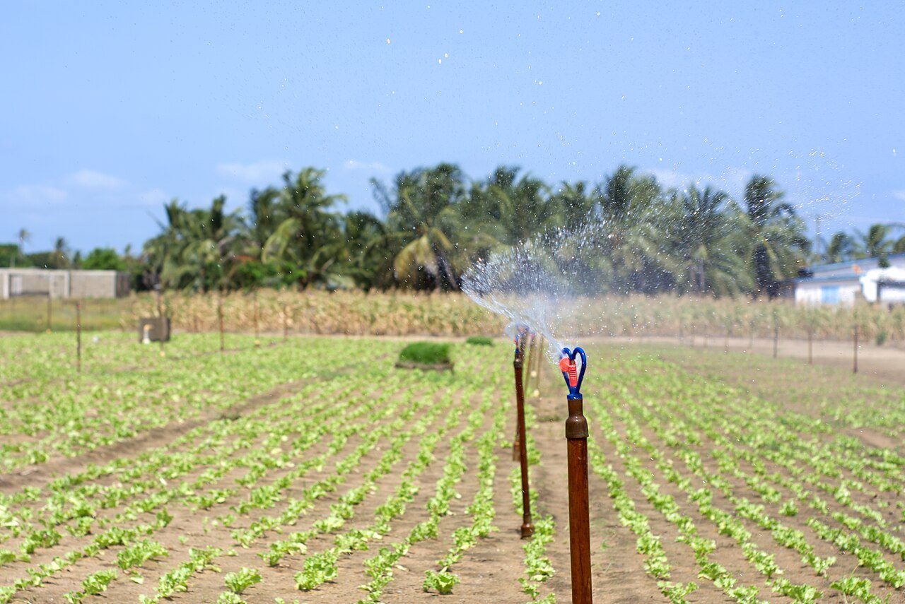 Aspersor regando un cultivo de lechuga